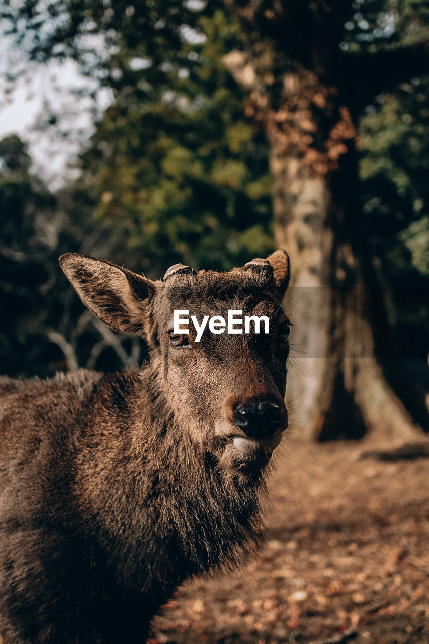 CLOSE-UP OF A SQUIRREL ON A FOREST