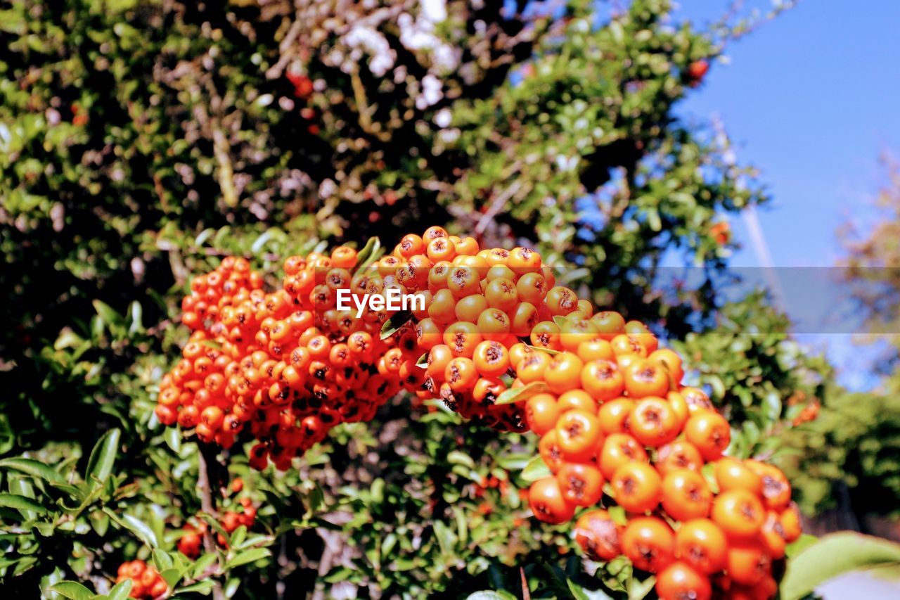 CLOSE-UP OF CHERRIES ON PLANT