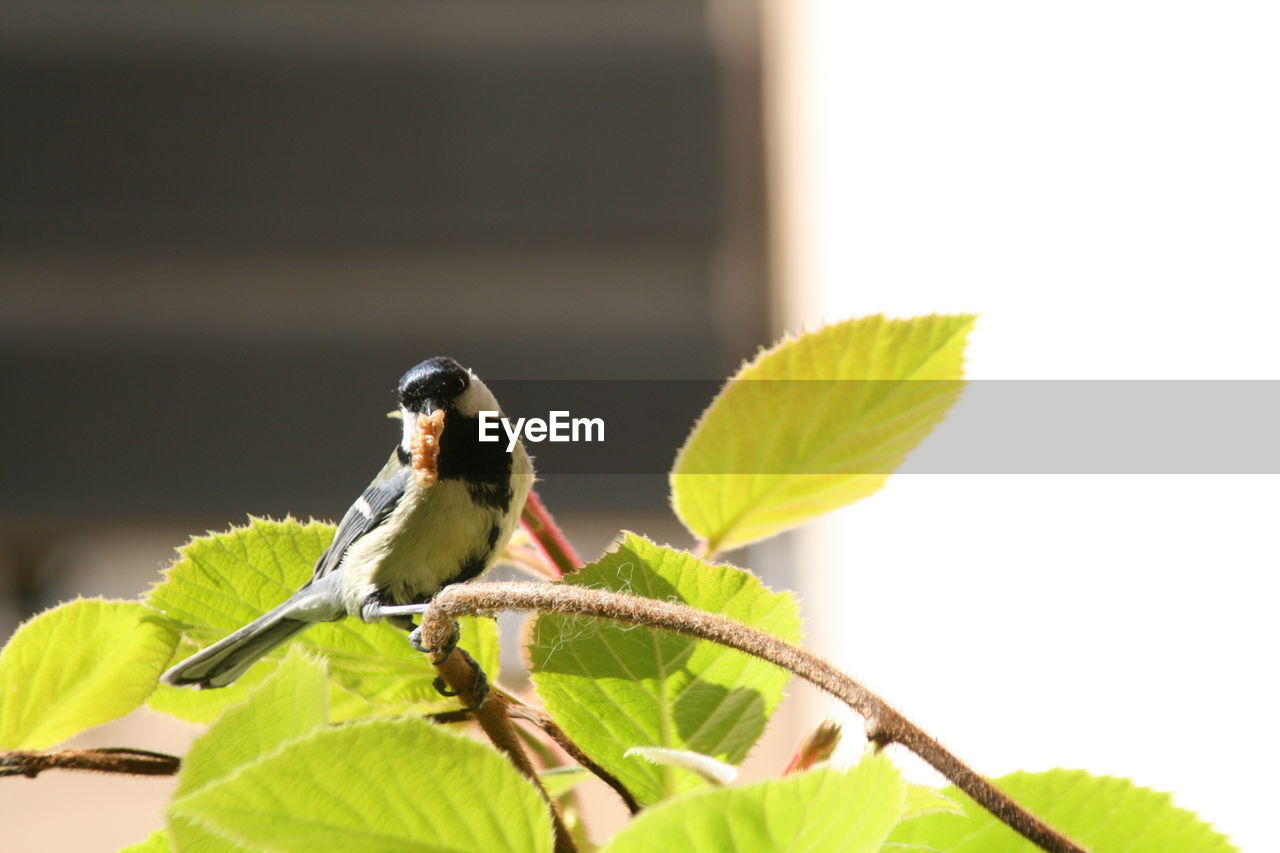 Close-up side view of a bird on stem