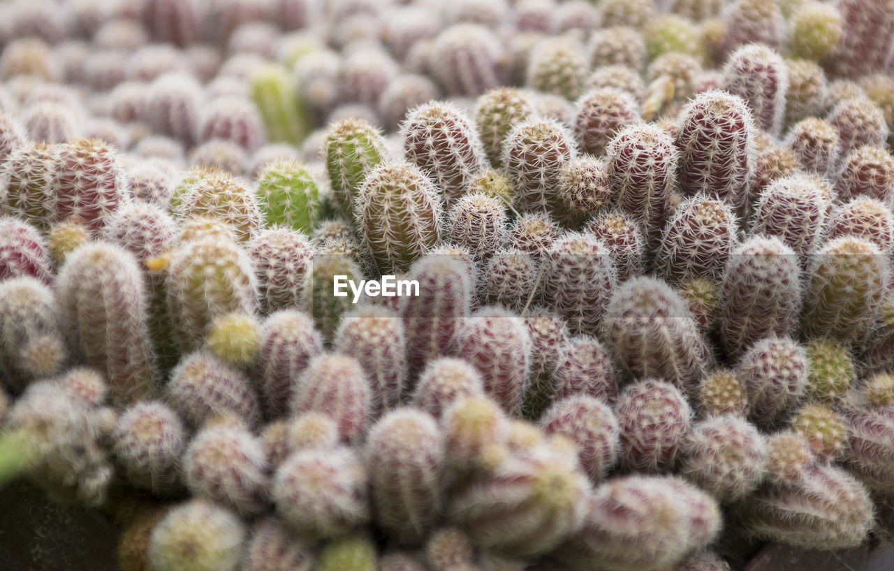 FULL FRAME SHOT OF SUCCULENT PLANTS