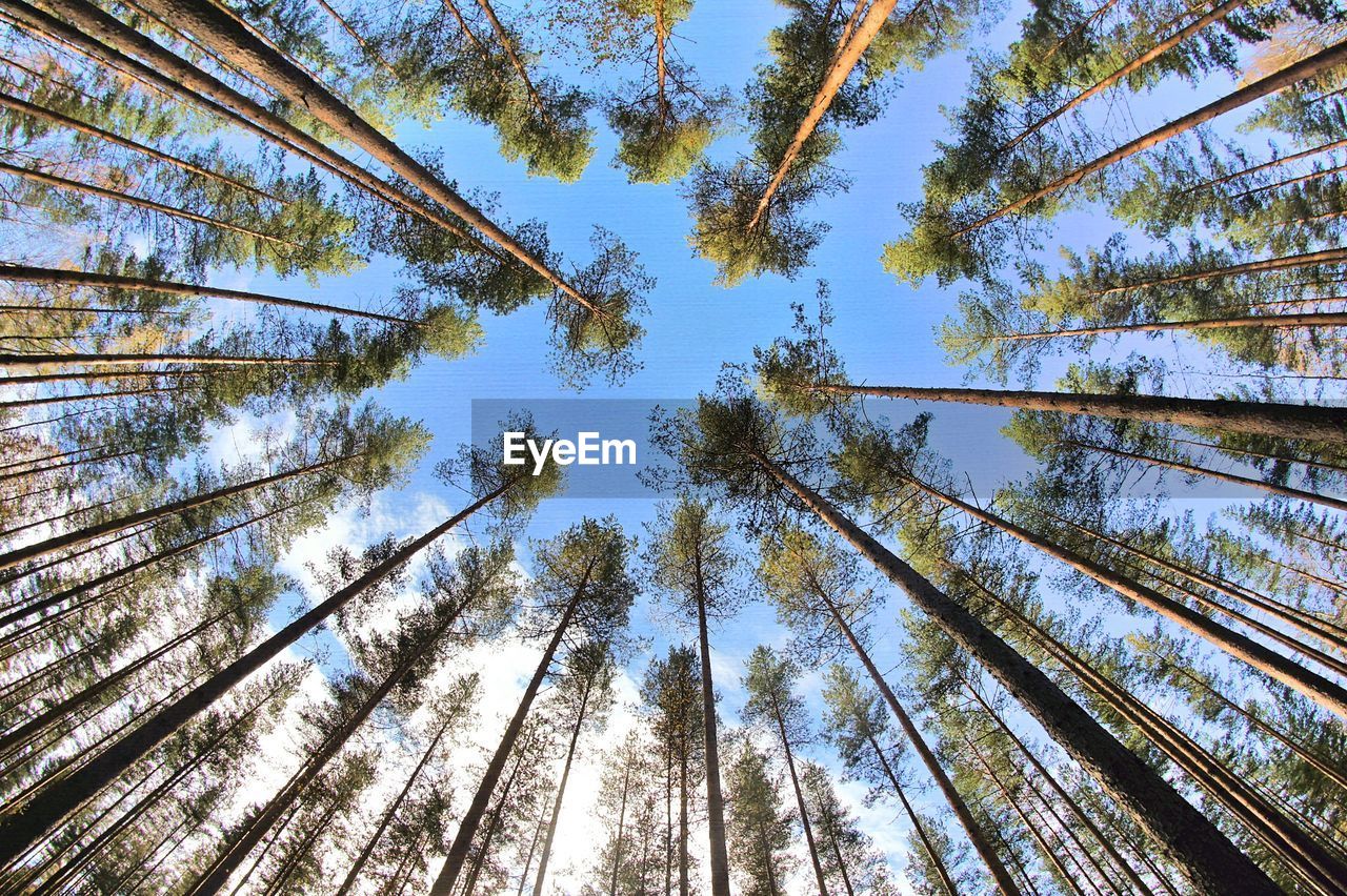 Low angle view of trees against the sky