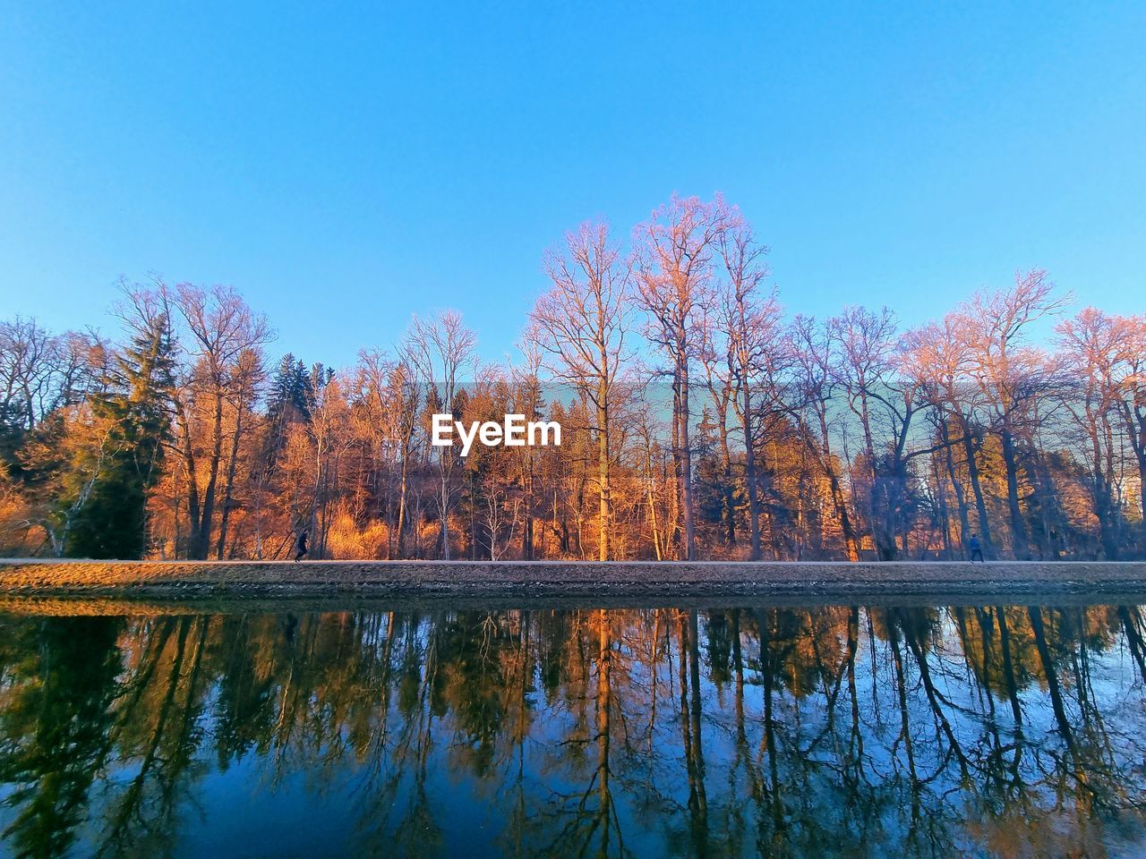 tree, reflection, plant, water, sky, beauty in nature, tranquility, lake, scenics - nature, autumn, nature, tranquil scene, blue, no people, morning, leaf, landscape, non-urban scene, clear sky, environment, forest, land, idyllic, day, outdoors, woodland, growth