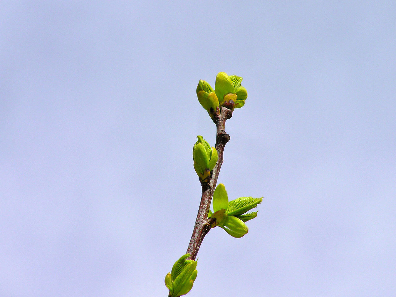 CLOSE-UP OF GREEN PLANT AGAINST SKY