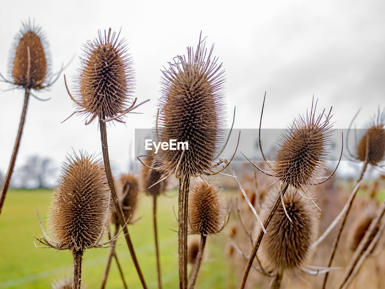 Close-up of dried thistle on field against sky