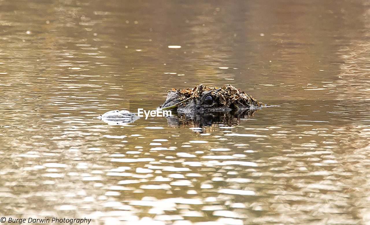 HIGH ANGLE VIEW OF DUCK SWIMMING ON LAKE