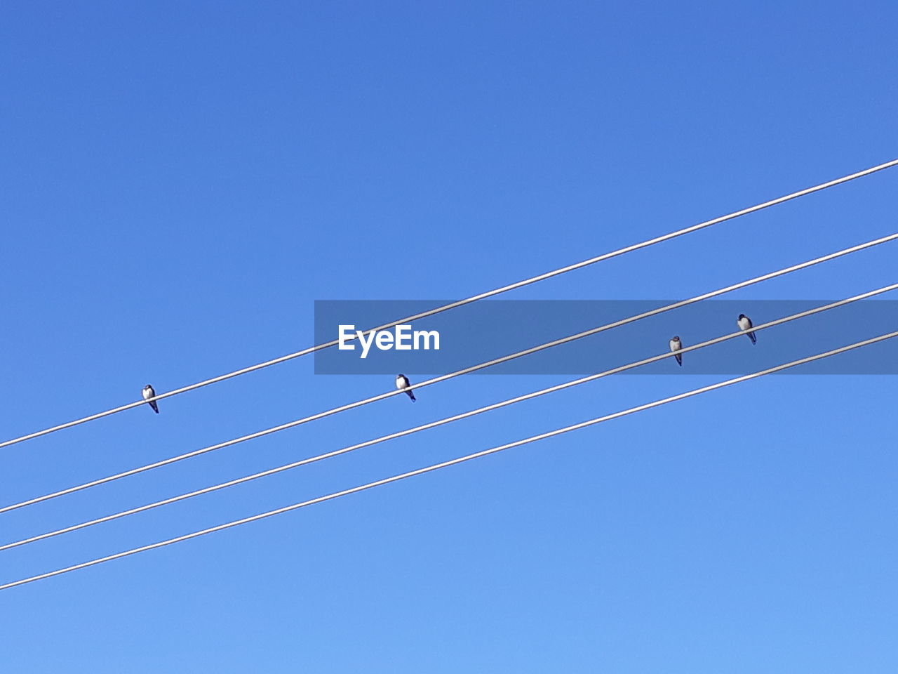 LOW ANGLE VIEW OF BIRDS PERCHING ON POWER CABLES