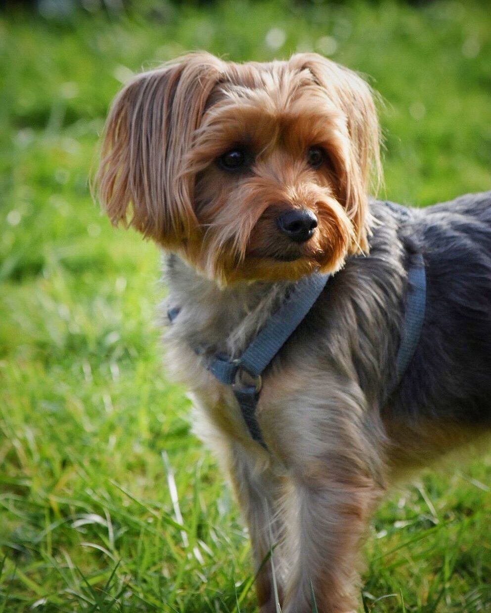 Dog on field