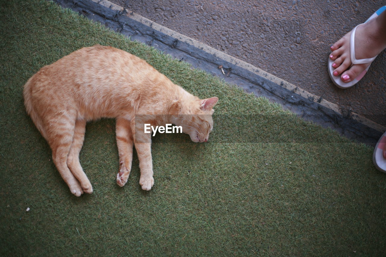 HIGH ANGLE VIEW OF HAND HOLDING CAT ON FLOOR