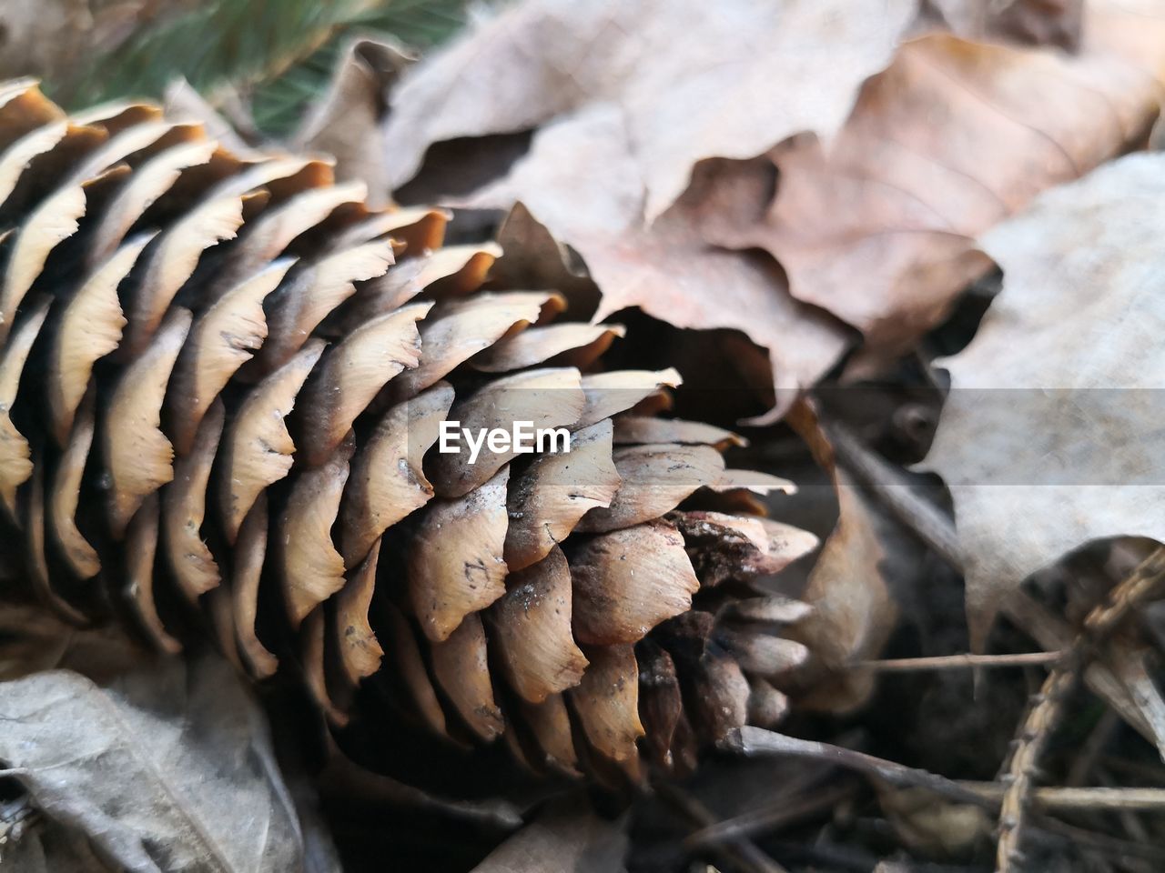 CLOSE-UP OF DRIED MUSHROOMS GROWING OUTDOORS