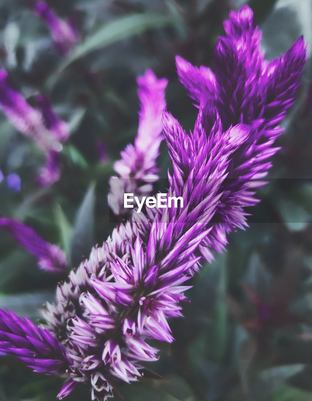 Close-up of purple flowering plant