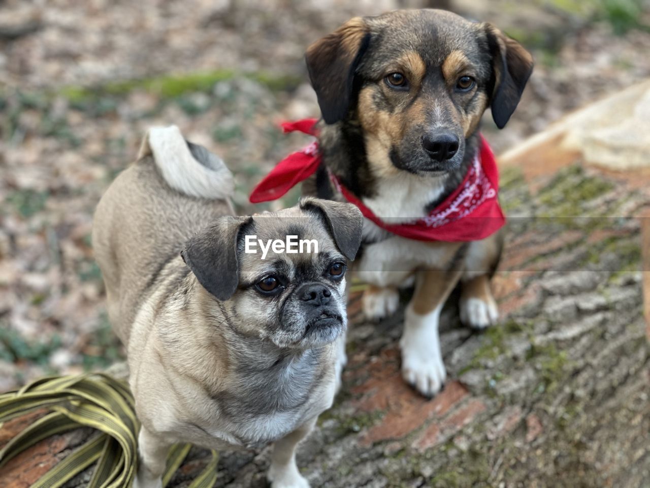 PORTRAIT OF PUPPY WITH DOG