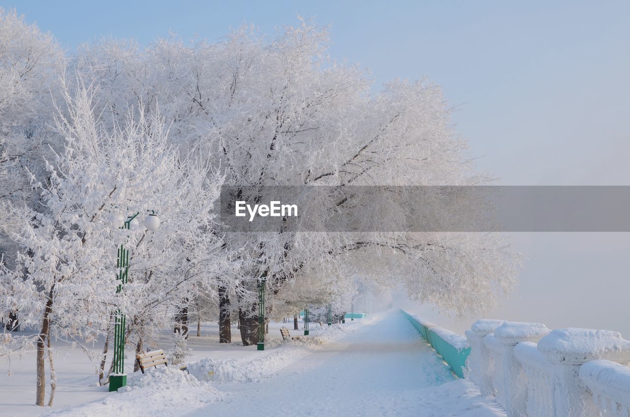 FROZEN TREES ON SNOW COVERED LAND