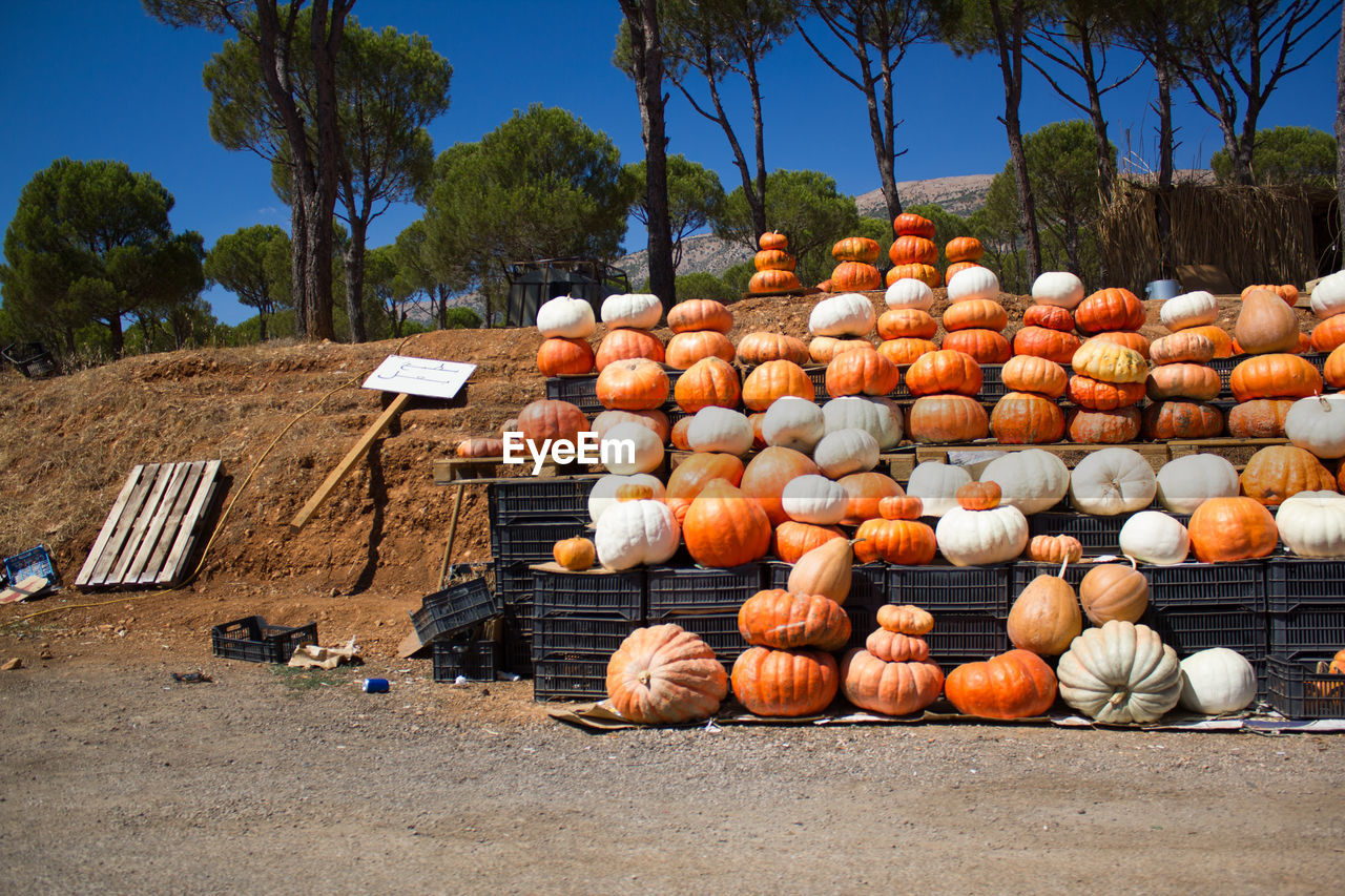 Stack of pumpkins in farm