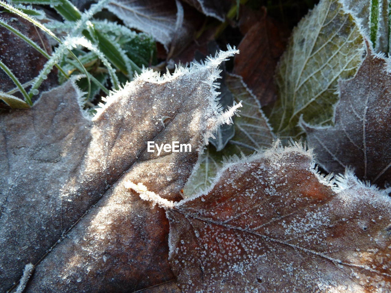 CLOSE-UP OF FROZEN PLANT