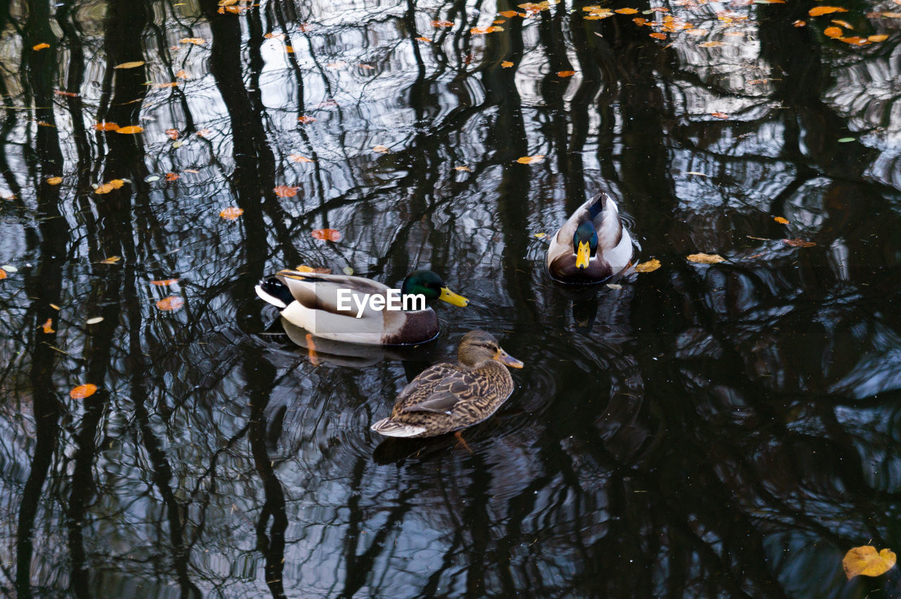 DUCK SWIMMING IN LAKE