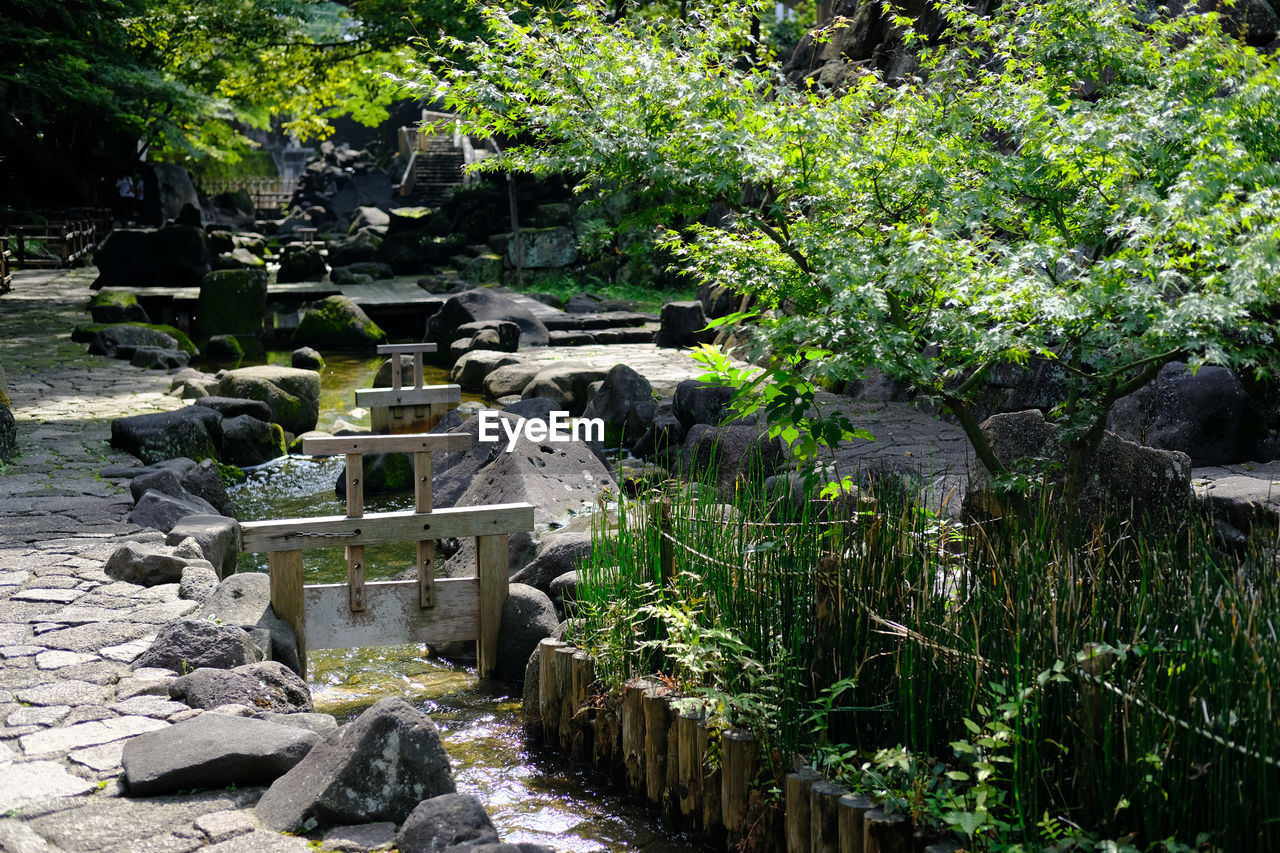 PLANTS GROWING ON ROCKS