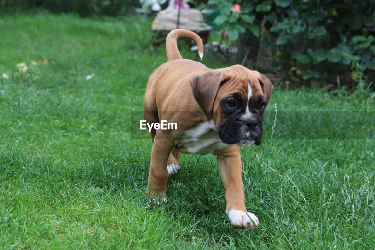 Portrait of dog standing on grass