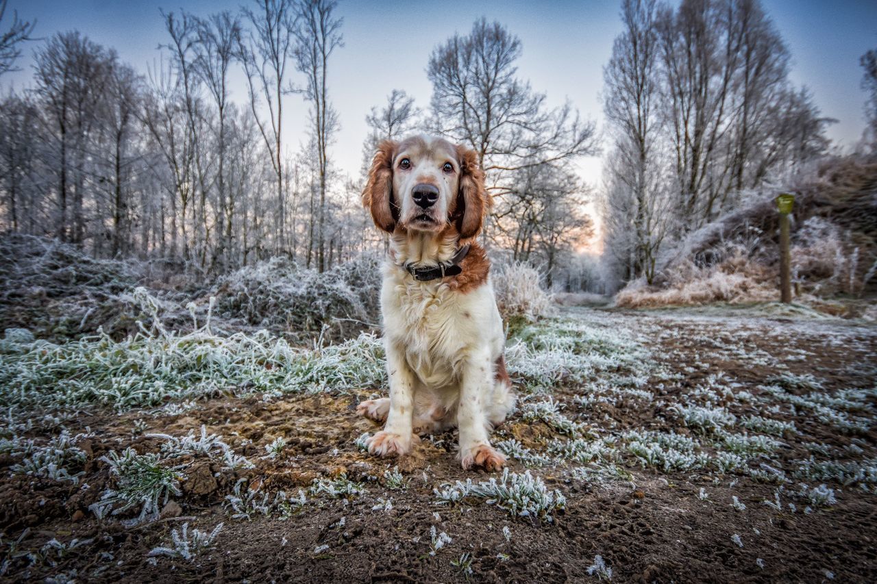 Portrait of dog on grass