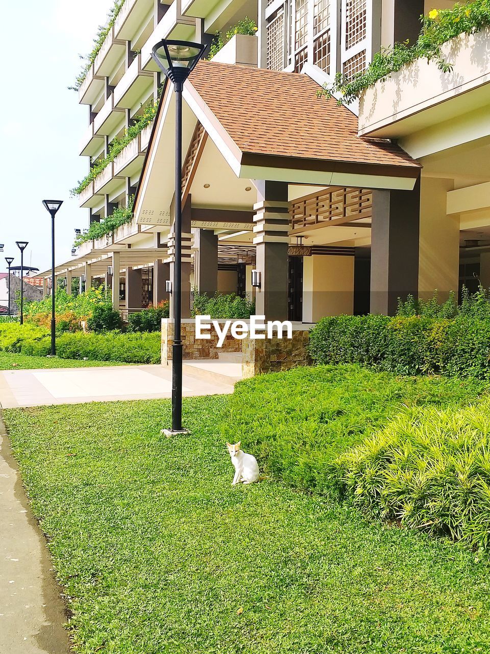 VIEW OF A DOG LOOKING AT BUILDING