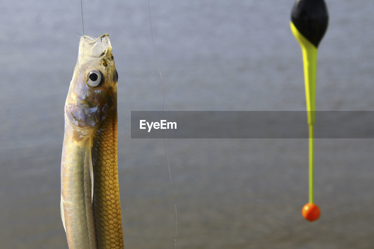 CLOSE-UP OF FISH IN WATER