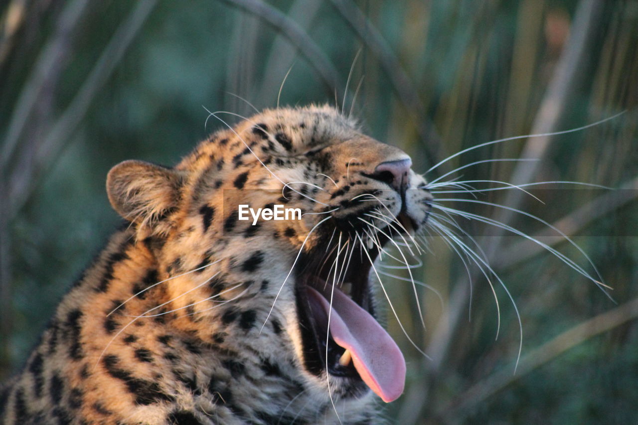 Close-up of a leopard