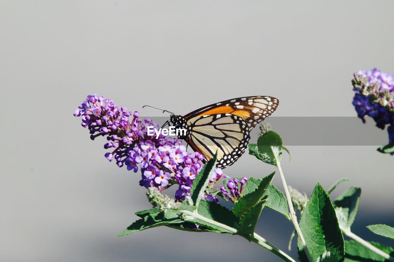 CLOSE-UP OF BUTTERFLY POLLINATING ON PURPLE FLOWERS