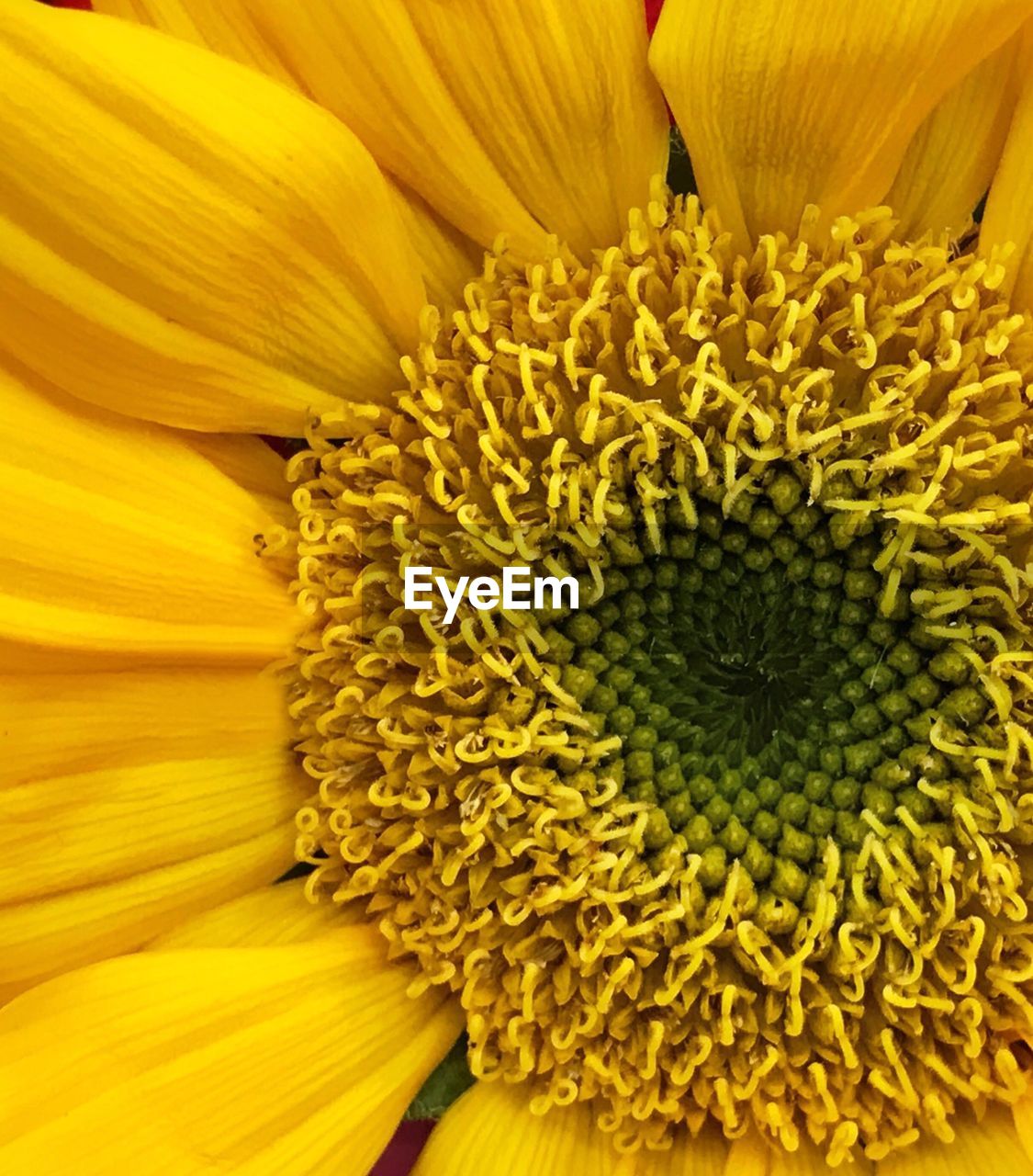 FULL FRAME SHOT OF YELLOW SUNFLOWER