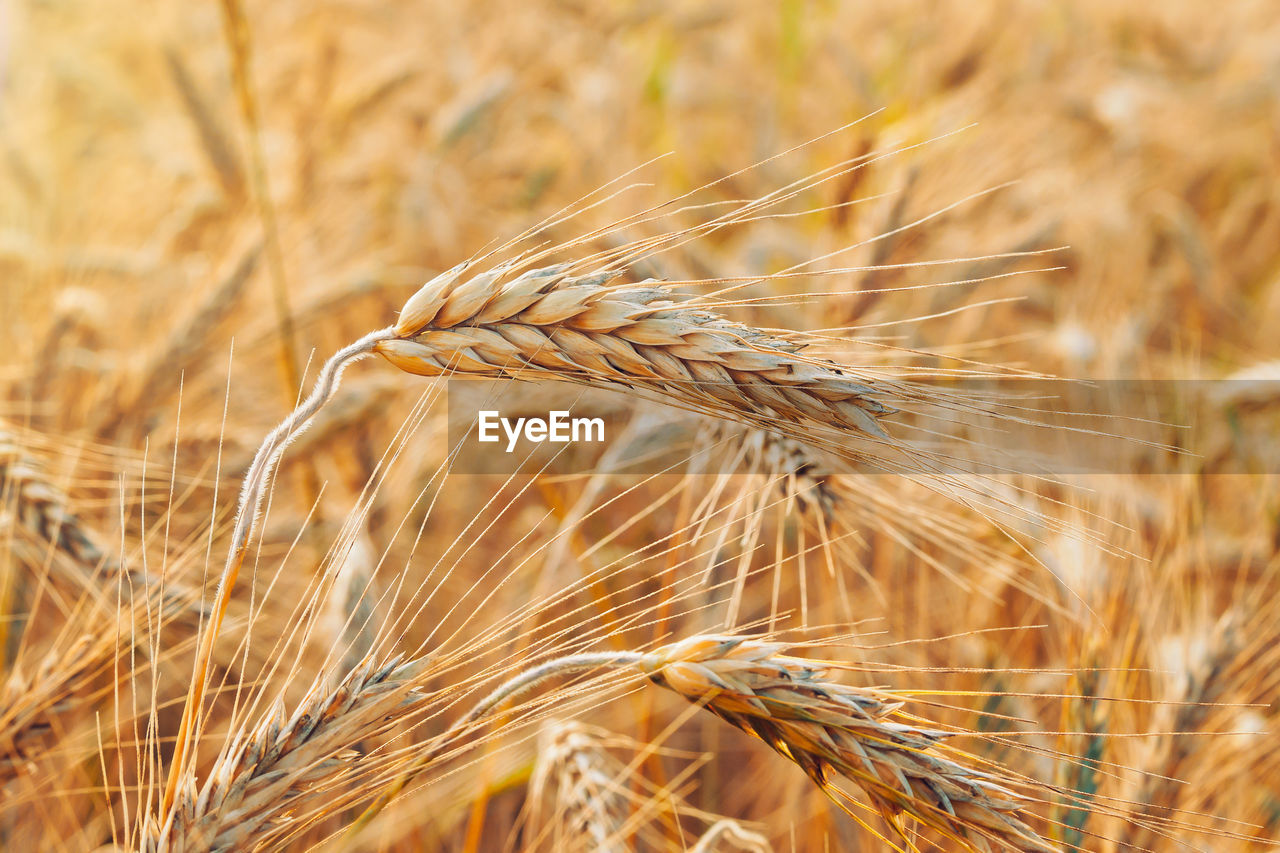 CLOSE-UP OF WHEAT FIELD