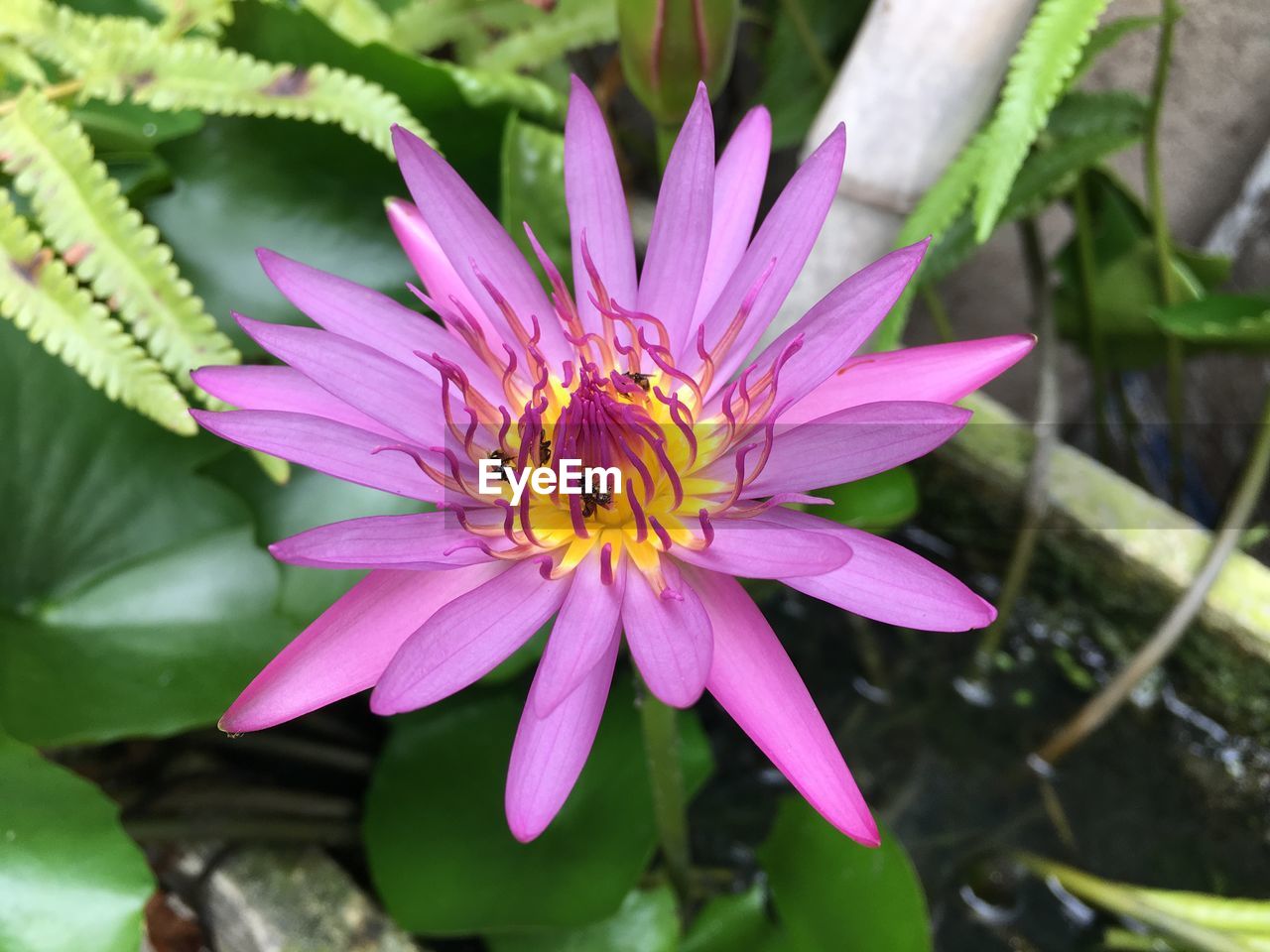 CLOSE-UP OF INSECT POLLINATING ON PINK FLOWER