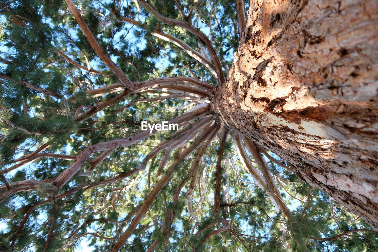 LOW ANGLE VIEW OF PINE TREES