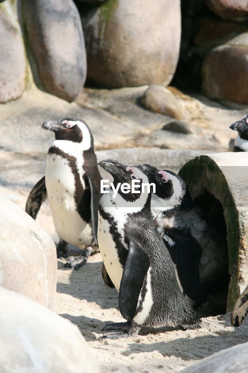 Penguins at zoo on sunny day