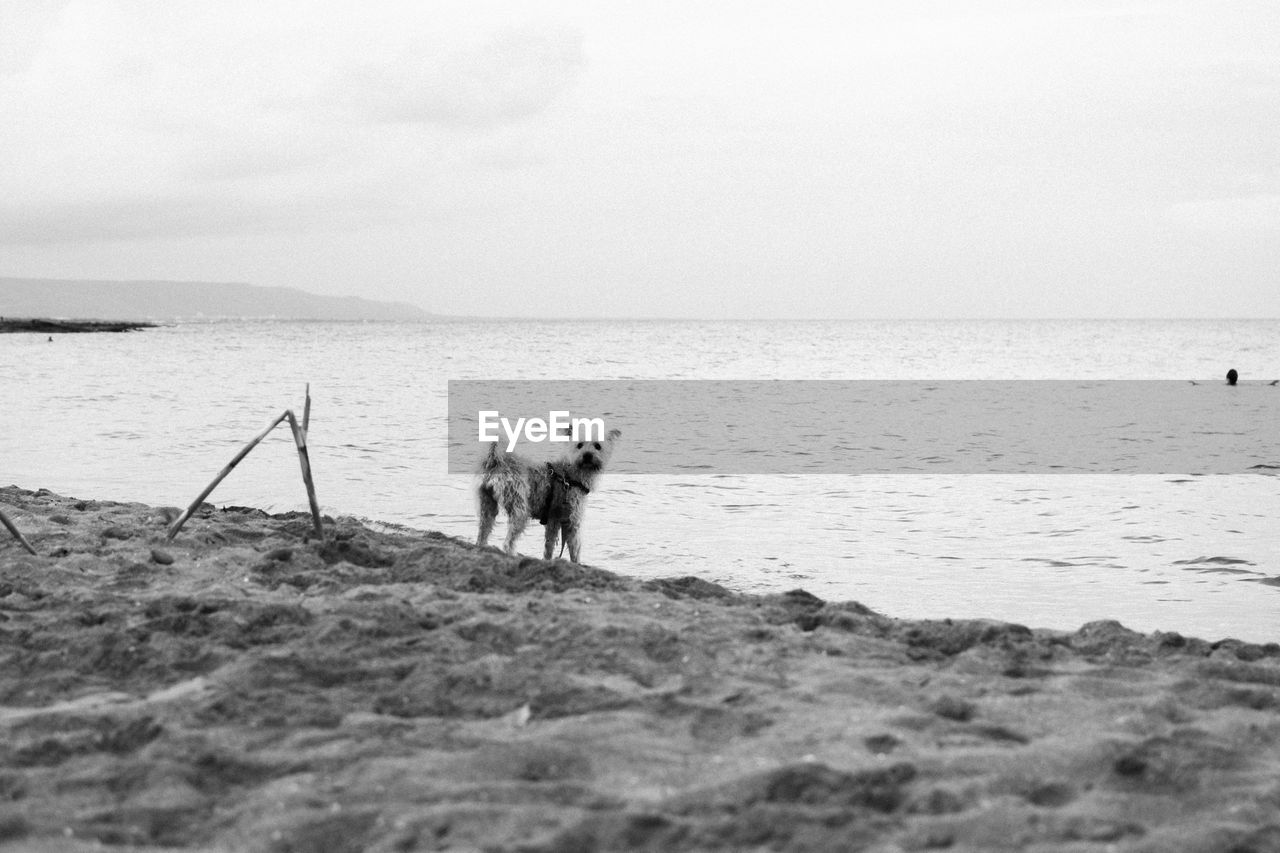 Dog on beach against sky. black and white