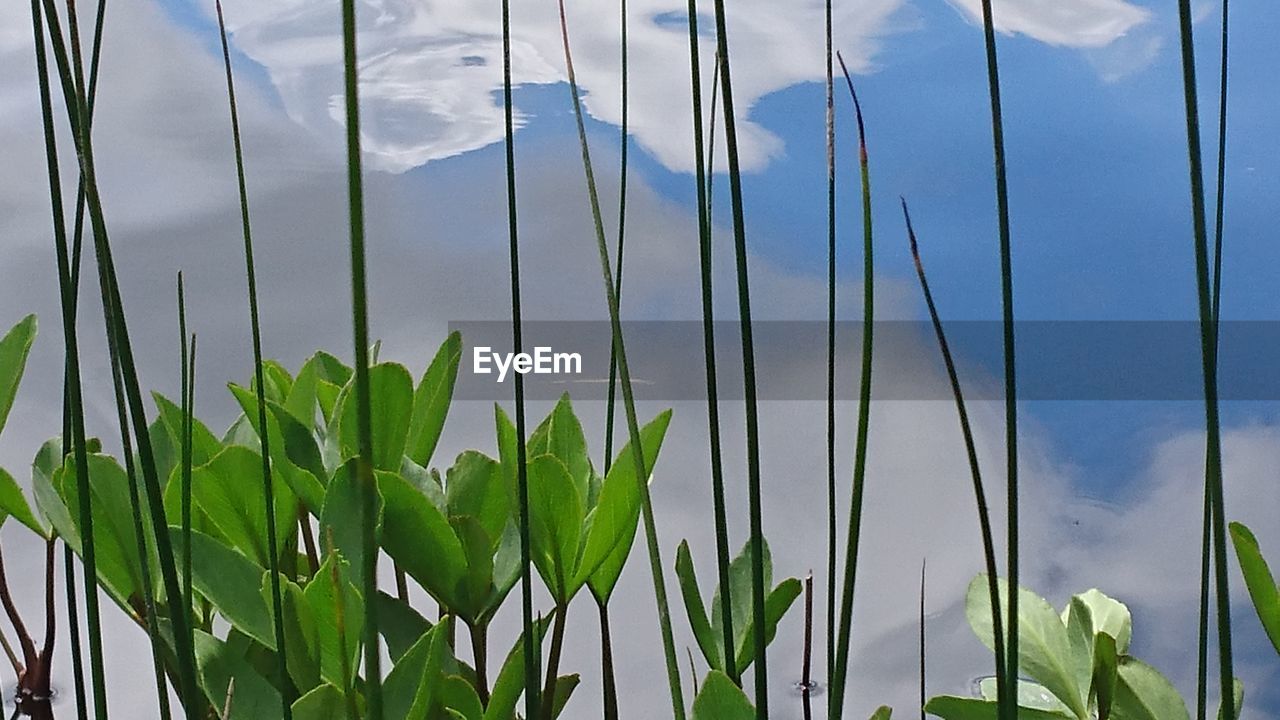 CLOSE-UP OF FRESH PLANTS AGAINST SKY