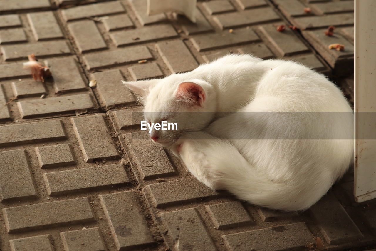 High angle view of white cat sleeping on footpath
