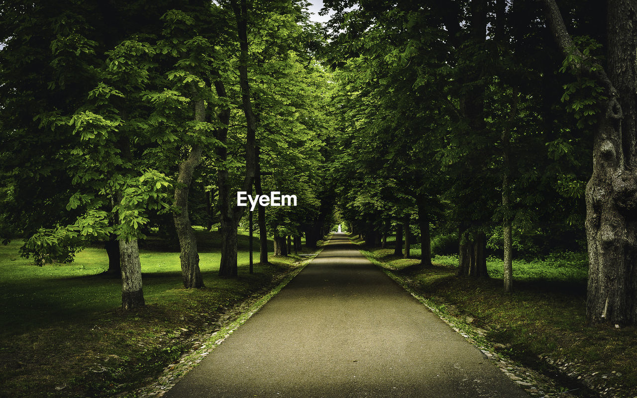 Road amidst trees in park