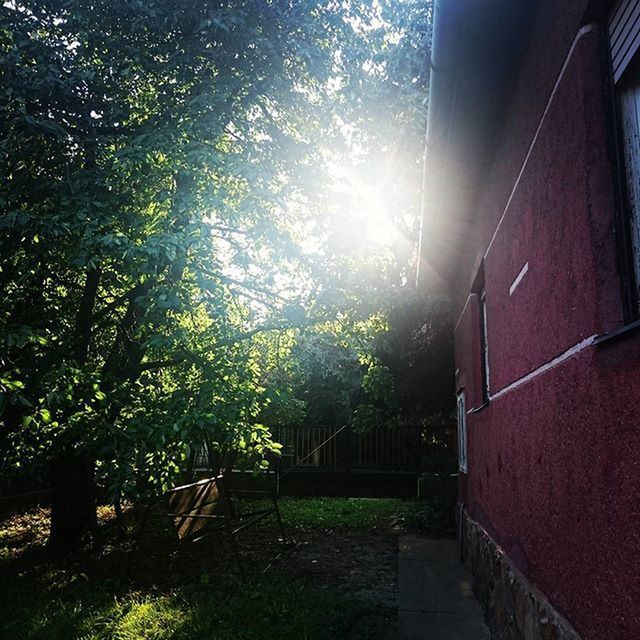 SUN SHINING THROUGH TREES ON SUNNY DAY