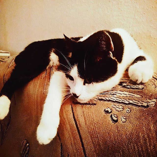 PORTRAIT OF CAT RESTING ON COUCH