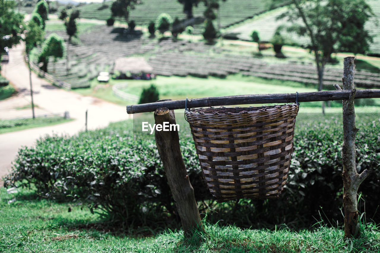 Plants growing on field by fence