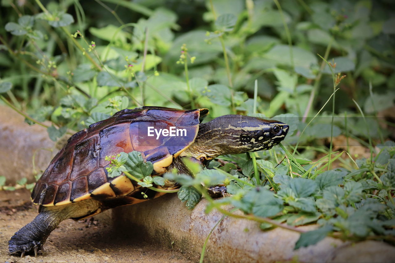 Malayan snail- eating terrapin walking in the garden.