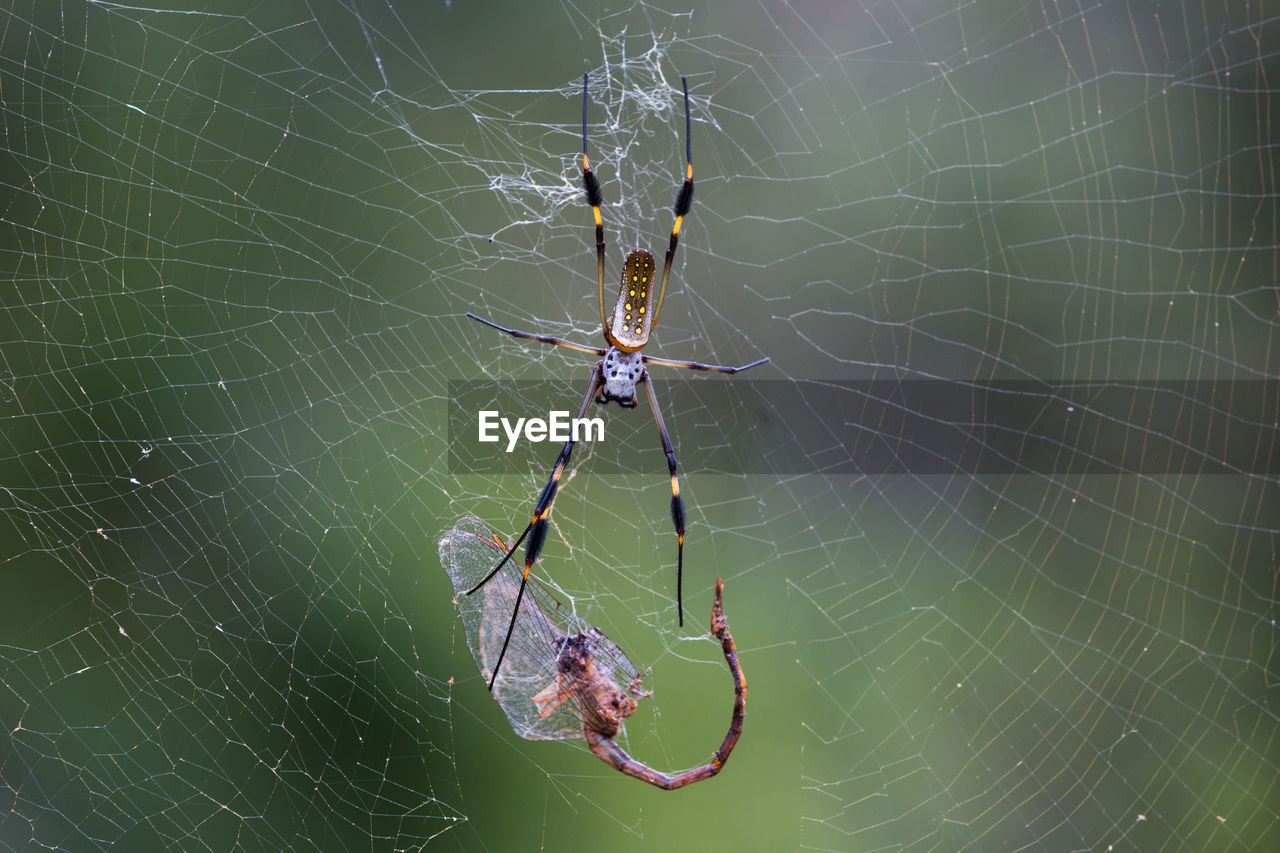 CLOSE-UP OF SPIDER ON WEB AGAINST BLURRED BACKGROUND