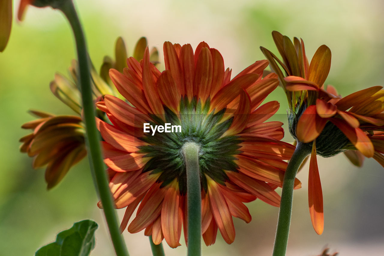 Close-up of orange flowering plant