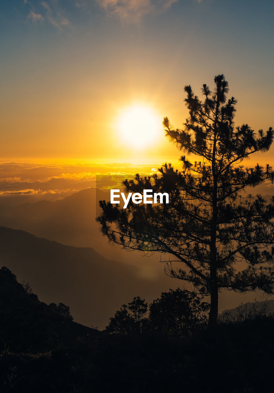 SILHOUETTE TREE BY MOUNTAINS AGAINST ORANGE SKY