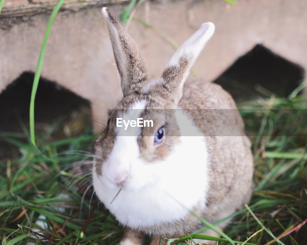 High angle view of rabbit on grassy field