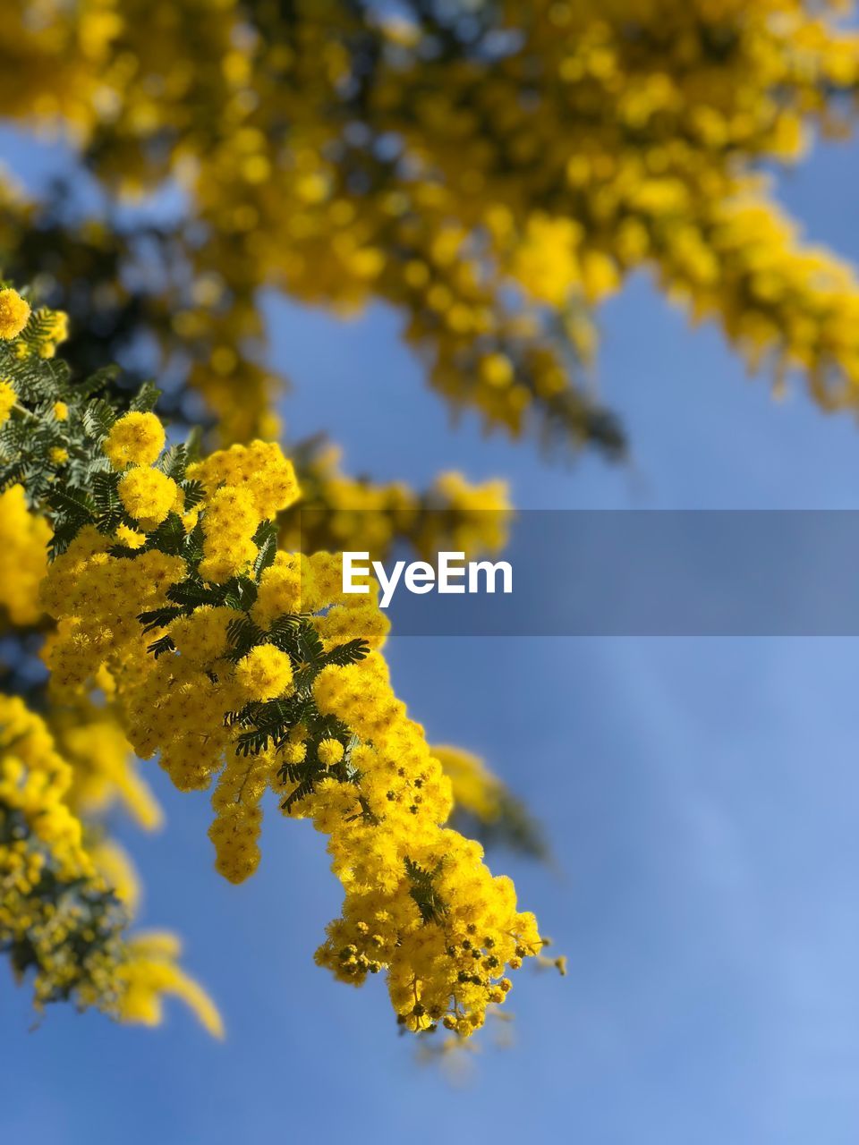 LOW ANGLE VIEW OF YELLOW FLOWERS AGAINST TREE