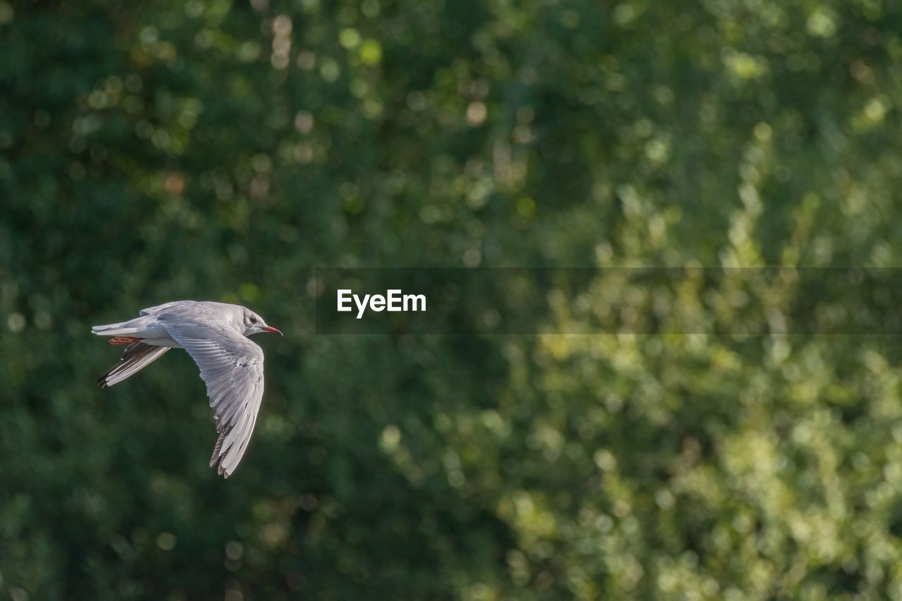 Black-headed gulls. non breeding adult black headed gulls with winter plumage.
