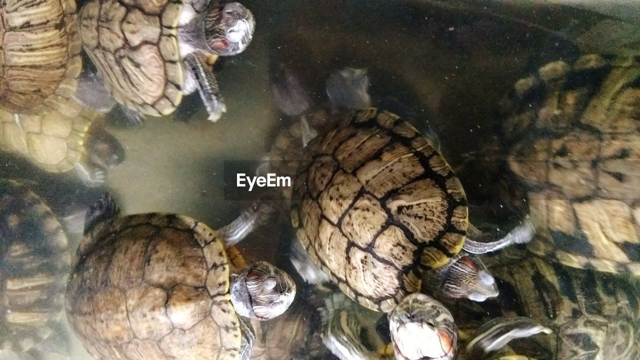 CLOSE-UP OF TURTLE SWIMMING