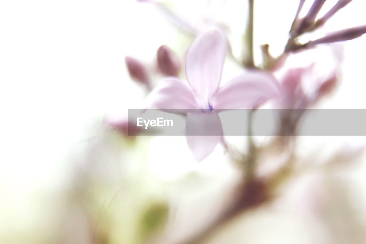 CLOSE-UP OF PINK FLOWERS BLOOMING