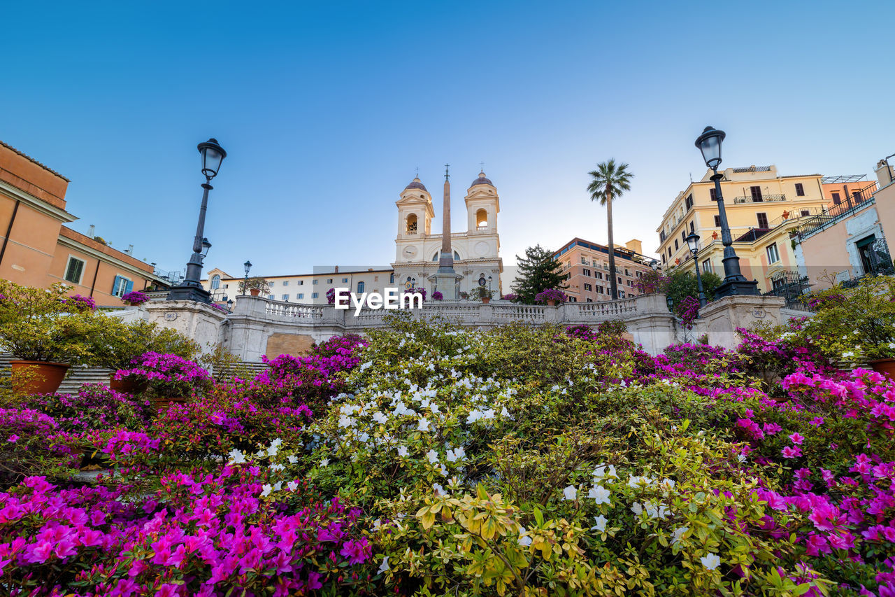 Spanish steps in the morning with azaleas. famous landmark and attraction of rome and italy.