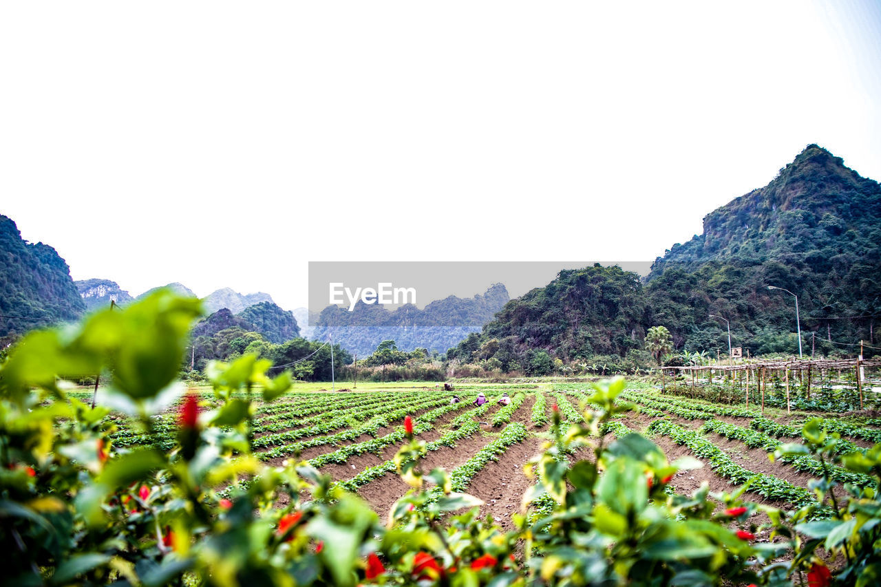 SCENIC VIEW OF FARM AGAINST SKY