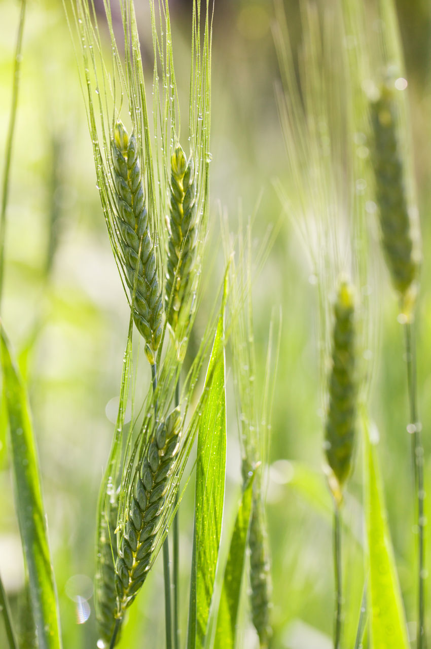 Close-up of wheat growing on field